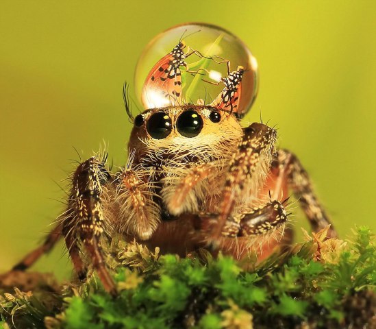 jumping spider & waterdrop hats (image: uda dennie; courtesy demilked)