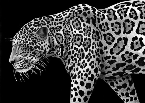 animal drawings (images: tim jeffs; courtesy demilked)